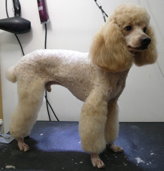 Стрижка пуделей - груминг пуделей в Королёве