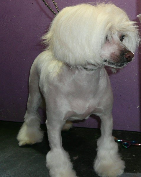 Опытный грумер кошек и собак в Королёве - услуги грумера недорого 8 (926) 695 35 77