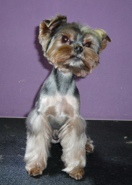 Стрижка йорка га дому - услуги грумера в Королёве