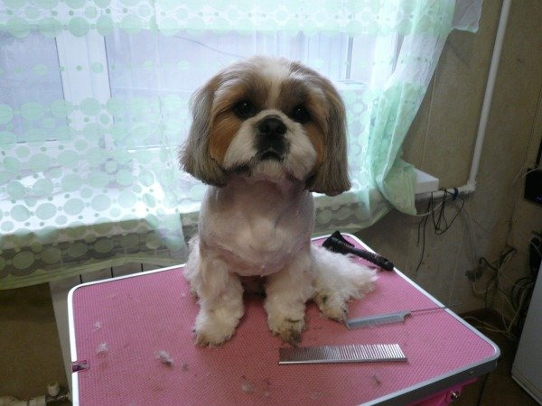 Груминг декоративных пород собак в Королёве 8 (926) 695 35 77