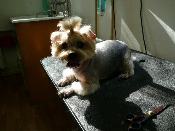 Стрижка йорка - груминг кошек и собак на дому недорого 8 (926) 695 35 77