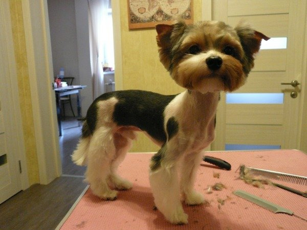 Записывайте своих питомцев на груминг в Королёве