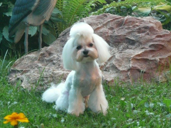 Услуги грумера для декоративных собак - 8 (926) 695 35 77