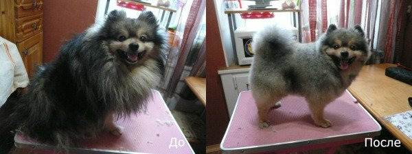 Стрижка шпица опытным грумером в Королёве - Звоните!