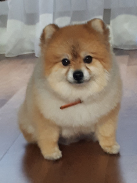 стрижка собак мелких пород