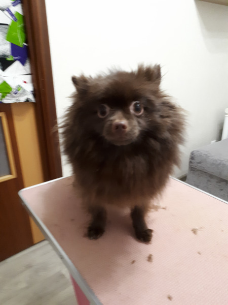 Услуги грумера в Королёве