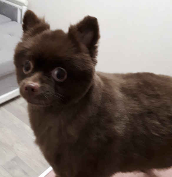 Груминг собак в Королёве по выгодным ценам