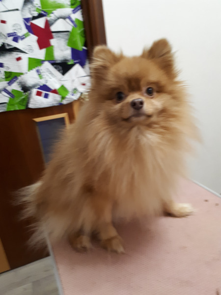 Стрижка мелких собак в Королёве по приемлемым ценам