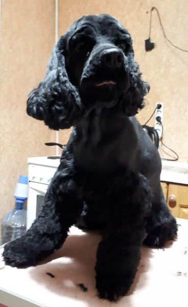 стрижка собак в королеве