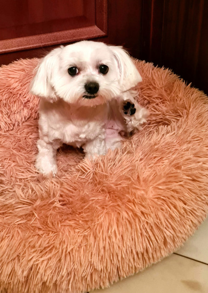 стрижка собак в королеве