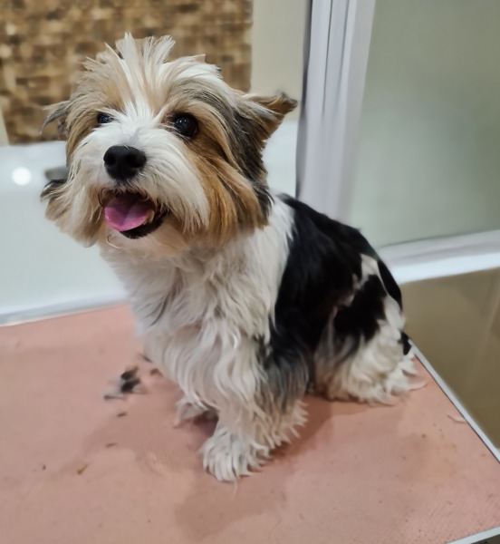 стрижка собак в королеве