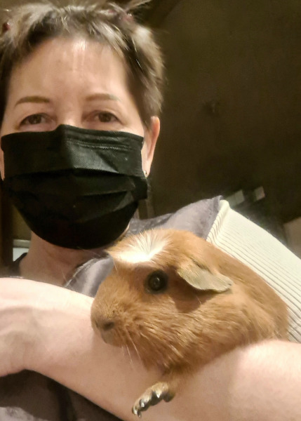 стрижка собак в королеве