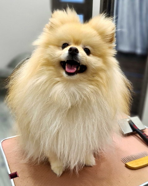 стрижка собак в королеве