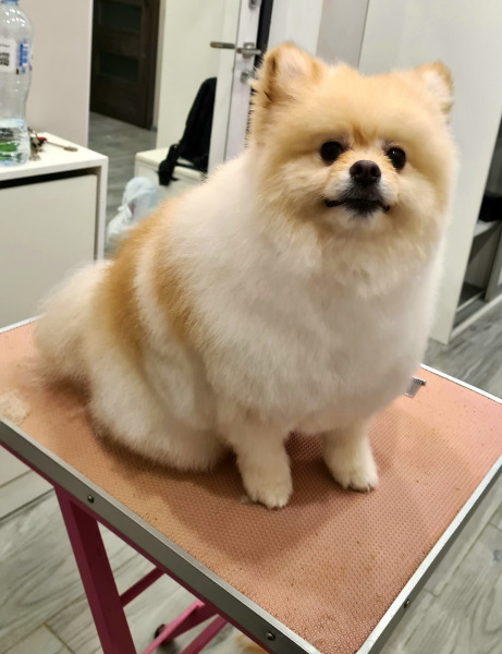 стрижка собак в королеве