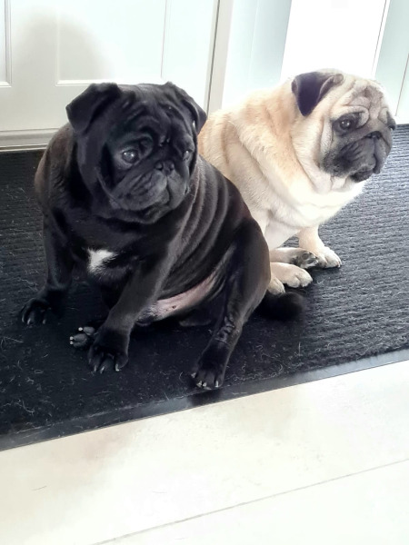 груминг собак