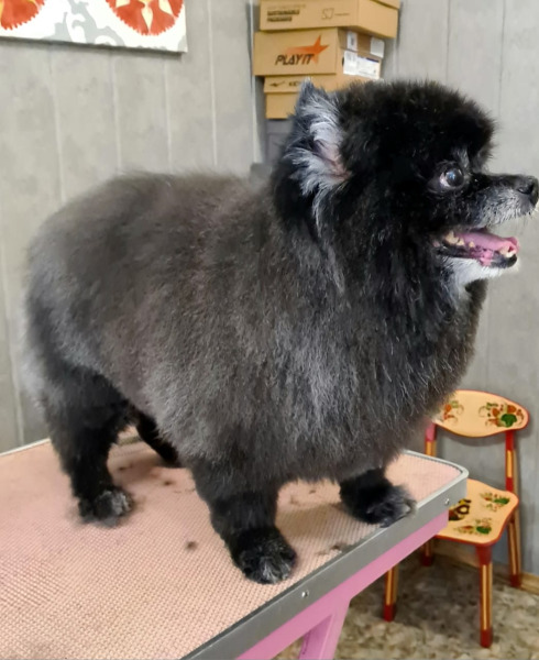 стрижка собак в королеве