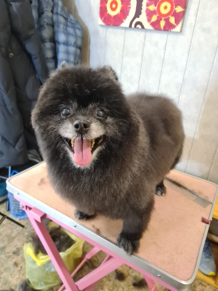 стрижка собак в королеве на дому