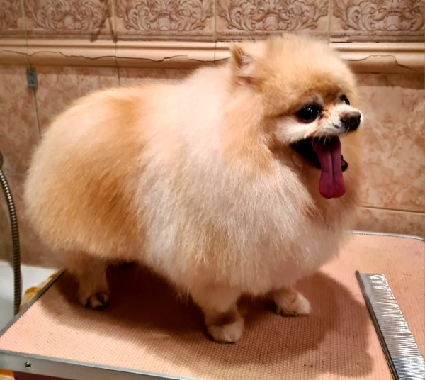 стрижка собак мелких пород