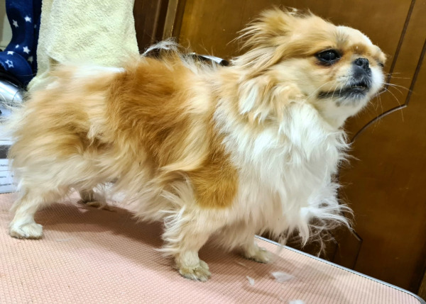 стрижка собак мелких пород на дому